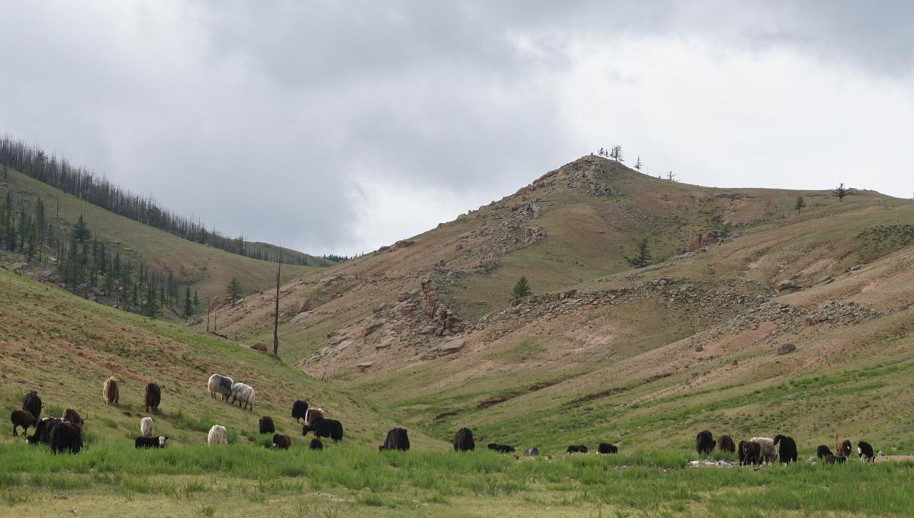 My Mongolia Eco Ger Camp Hotel Nalayh Luaran gambar